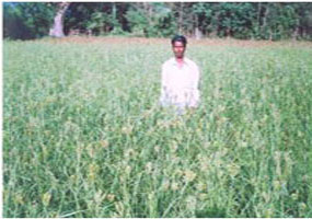 Food crop grown using vermi - compost
